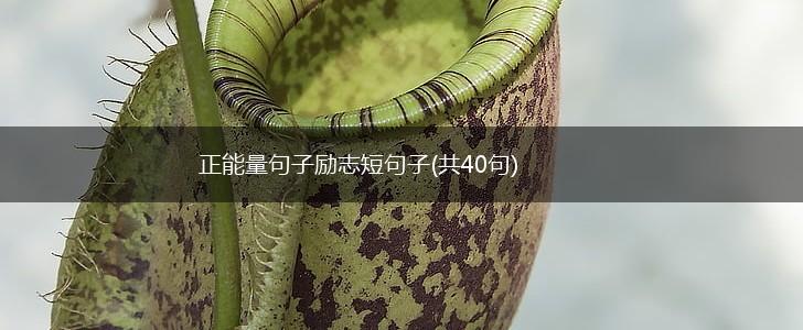 正能量句子励志短句子(共40句),第1张