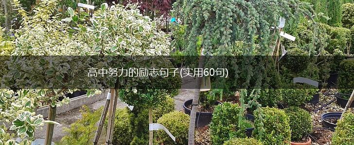 高中努力的励志句子(实用60句),第1张