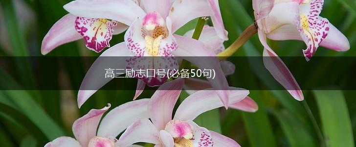 高三励志口号(必备50句),第1张