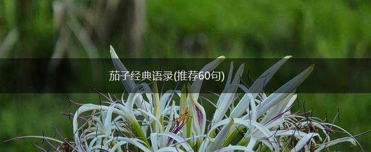 茄子经典语录(推荐60句),第1张