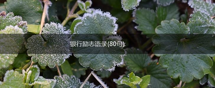 银行励志语录(80句),第1张