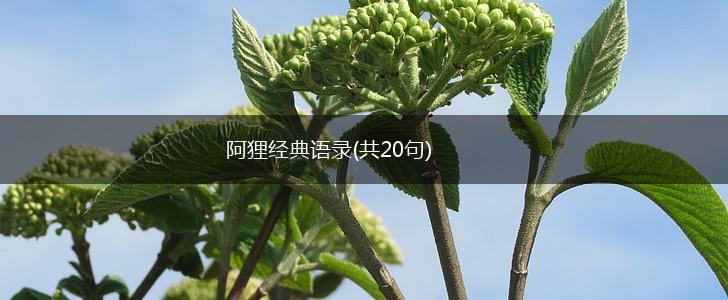 阿狸经典语录(共20句),第1张