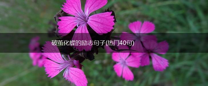 破茧化蝶的励志句子(热门40句),第1张 破茧化蝶的励志句子(热门40句),第1张