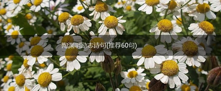 陶渊明励志诗句(推荐60句),第1张