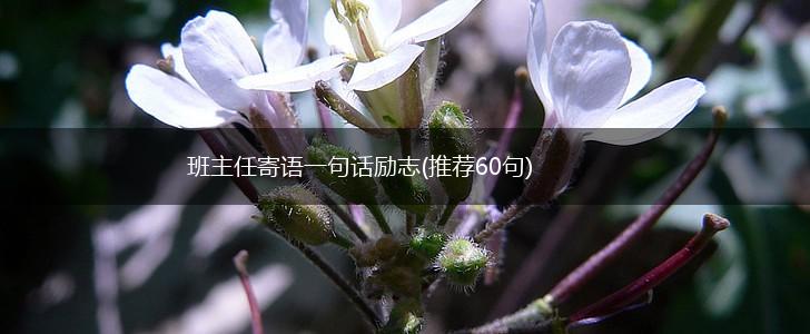 班主任寄语一句话励志(推荐60句),第1张