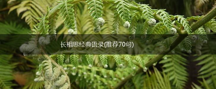 长相思经典语录(推荐70句),第1张