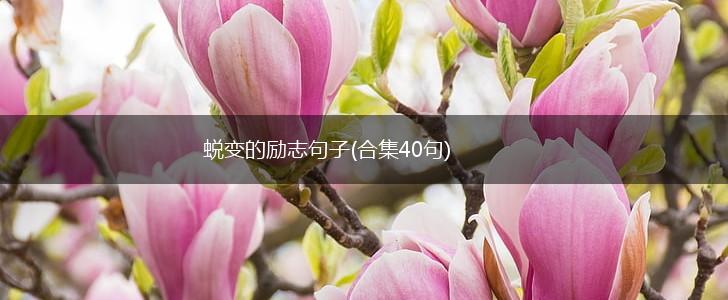 蜕变的励志句子(合集40句),第1张