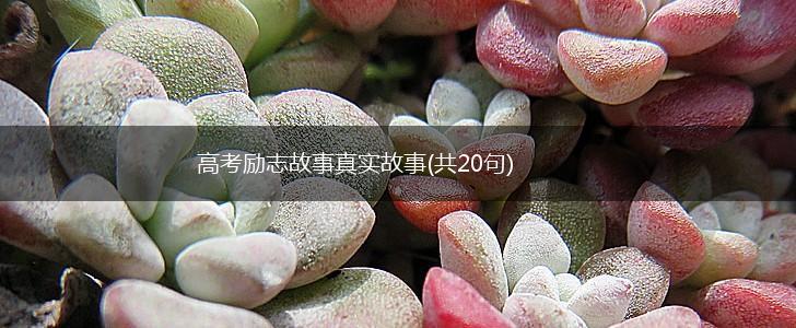 高考励志故事真实故事(共20句),第1张