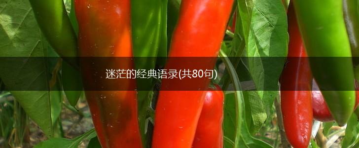 迷茫的经典语录(共80句),第1张