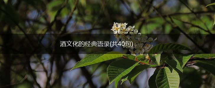 酒文化的经典语录(共40句),第1张