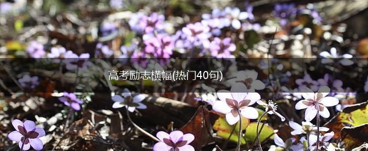 高考励志横幅(热门40句),第1张