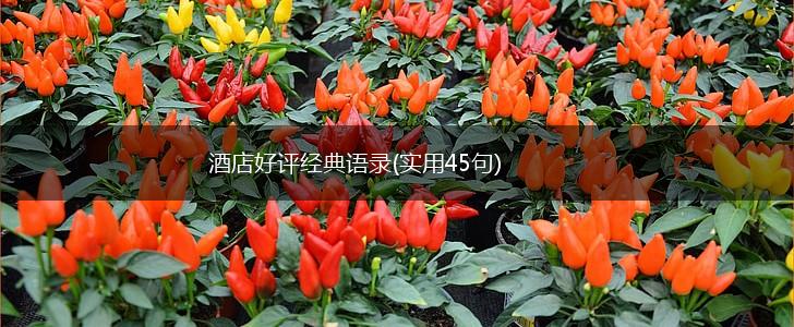 酒店好评经典语录(实用45句),第1张