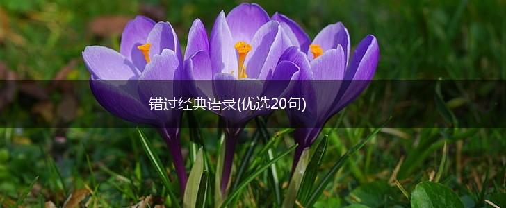 错过经典语录(优选20句),第1张
