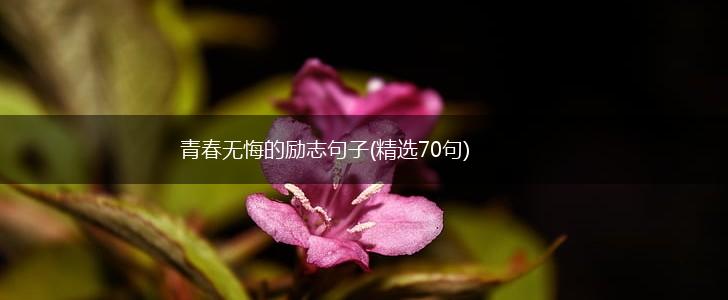 青春无悔的励志句子(精选70句),第1张