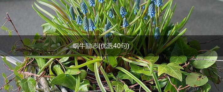 蜗牛励志(优选40句),第1张