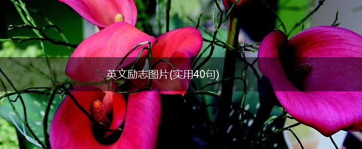 英文励志图片(实用40句),第1张 英文励志图片(实用40句),第1张