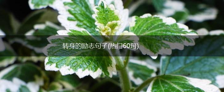 转身的励志句子(热门60句),第1张