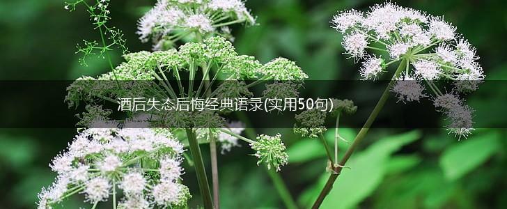 酒后失态后悔经典语录(实用50句),第1张