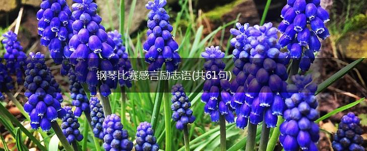 钢琴比赛感言励志语(共61句),第1张
