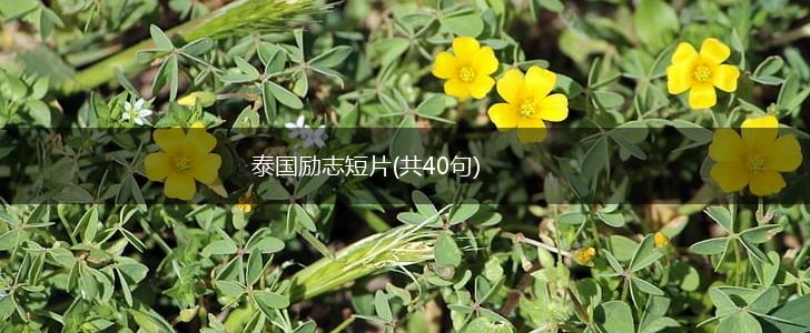 泰国励志短片(共40句),第1张