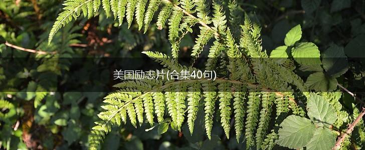 美国励志片(合集40句),第1张