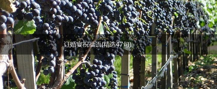 订婚宴祝福语(精选47句),第1张