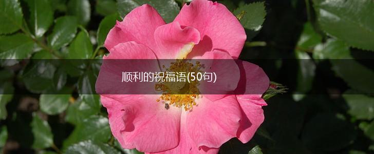 顺利的祝福语(50句),第1张
