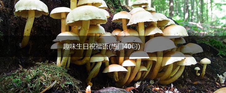 趣味生日祝福语(热门40句),第1张