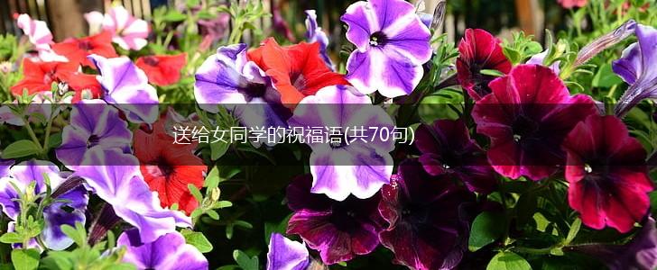 送给女同学的祝福语(共70句),第1张