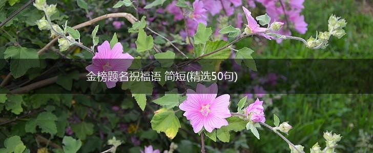 金榜题名祝福语 简短(精选50句),第1张