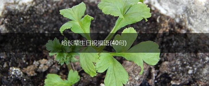 给长辈生日祝福语(40句),第1张