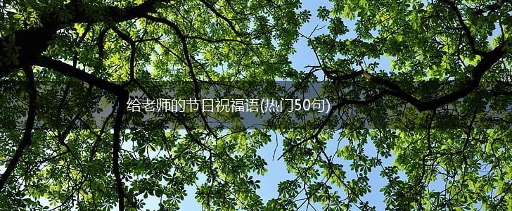 给老师的节日祝福语(热门50句),第1张 给老师的节日祝福语(热门50句),第1张