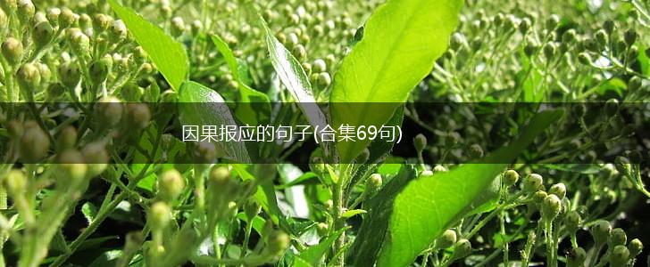 因果报应的句子(合集69句),第1张