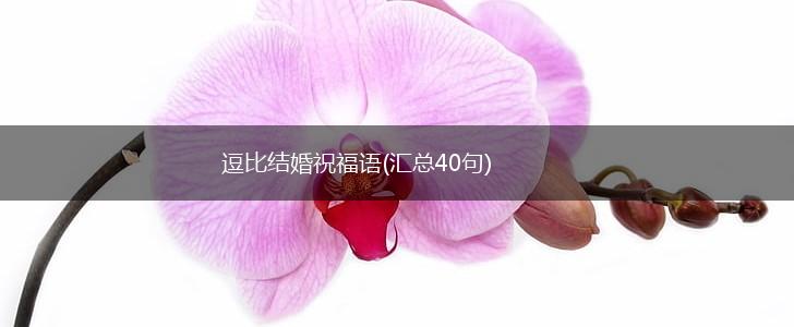 逗比结婚祝福语(汇总40句),第1张 逗比结婚祝福语(汇总40句),第1张
