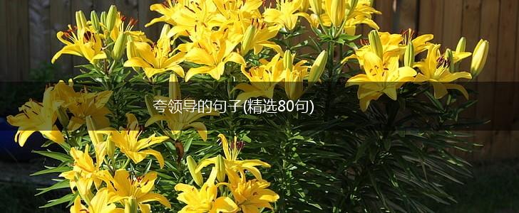 夸领导的句子(精选80句),第1张