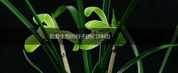 因爱生恨的句子(热门39句),第1张