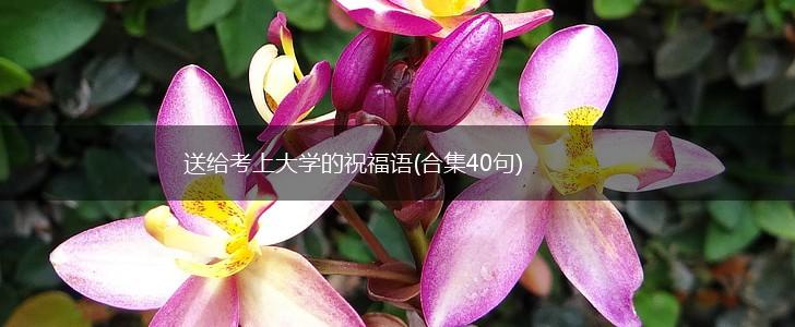 送给考上大学的祝福语(合集40句),第1张
