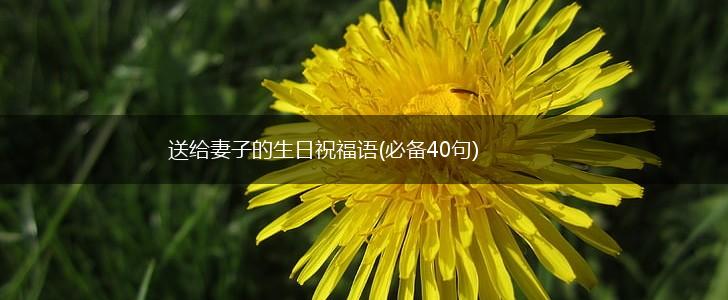 送给妻子的生日祝福语(必备40句),第1张 送给妻子的生日祝福语(必备40句),第1张