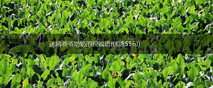 送给爷爷奶奶的祝福语(优选55句),第1张
