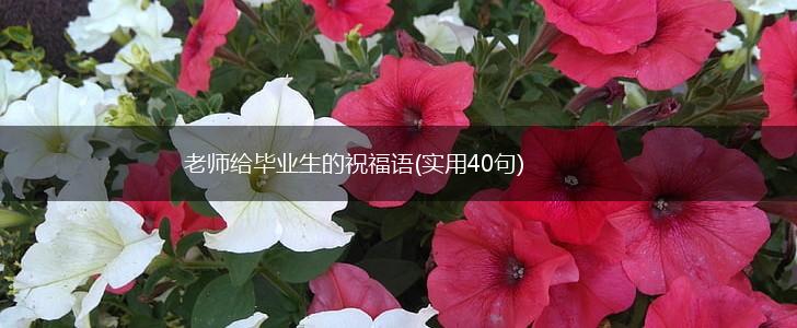 老师给毕业生的祝福语(实用40句),第1张
