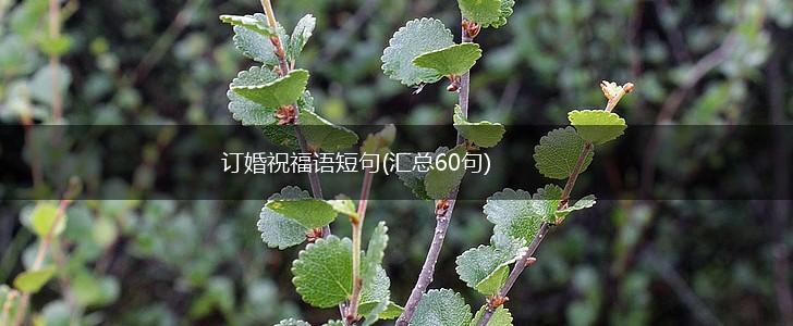 订婚祝福语短句(汇总60句),第1张