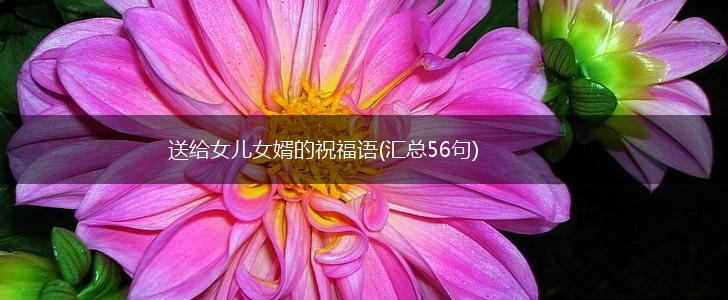 送给女儿女婿的祝福语(汇总56句),第1张