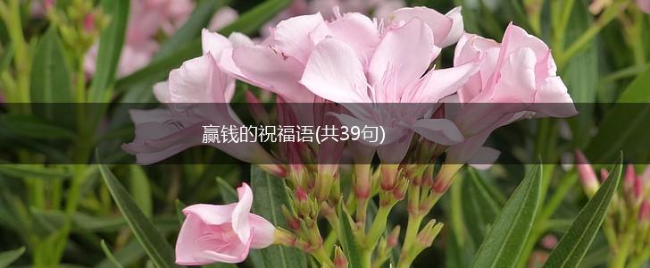 赢钱的祝福语(共39句),第1张