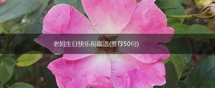 老妈生日快乐祝福语(推荐50句),第1张 老妈生日快乐祝福语(推荐50句),第1张