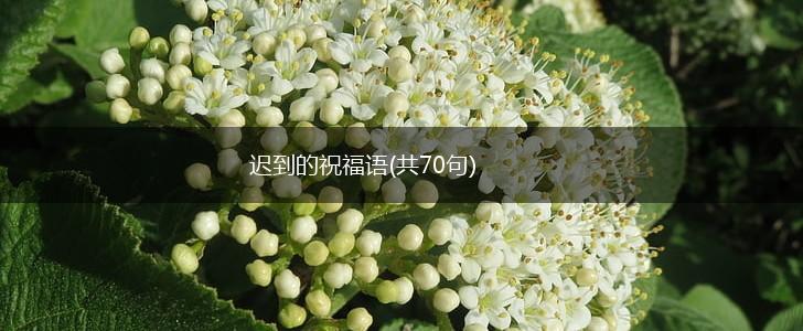 迟到的祝福语(共70句),第1张 迟到的祝福语(共70句),第1张