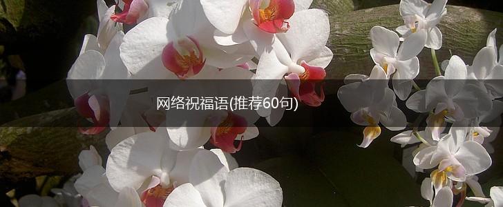 网络祝福语(推荐60句),第1张