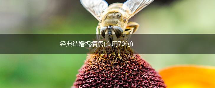 经典结婚祝福语(实用70句),第1张 经典结婚祝福语(实用70句),第1张