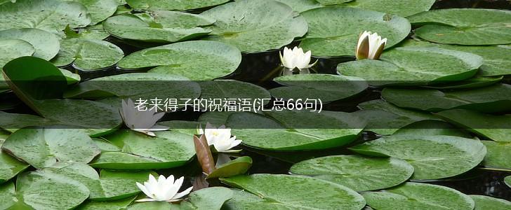 老来得子的祝福语(汇总66句),第1张