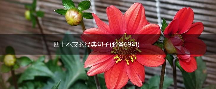 四十不惑的经典句子(必备69句),第1张
