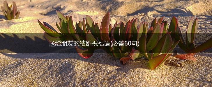 送给朋友的结婚祝福语(必备60句),第1张